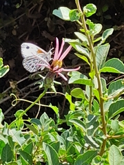 Argyrophorus argenteus