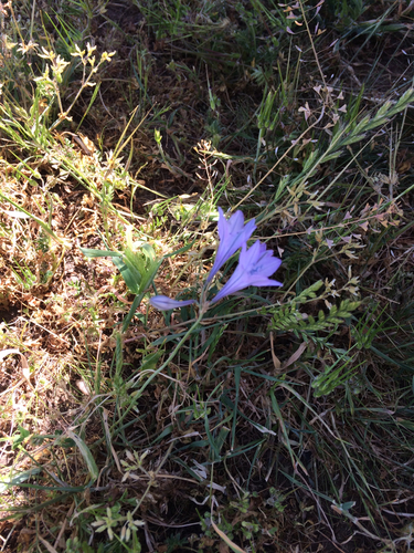 iNaturalist observation photo of Ithuriel's Spear