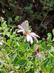 Argyrophorus argenteus