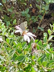 Argyrophorus argenteus