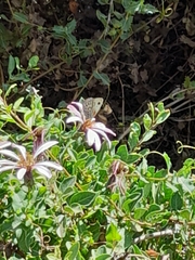 Argyrophorus argenteus