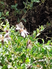 Argyrophorus argenteus