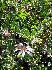 Argyrophorus argenteus