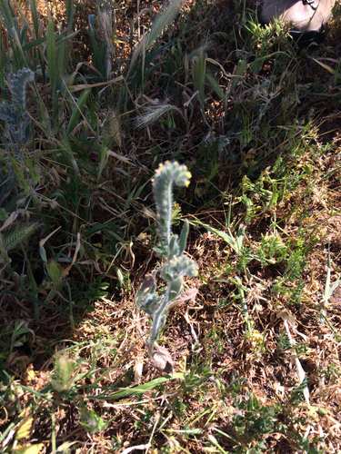 iNaturalist observation photo of Common Fiddleneck