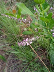 Aloysia chamaedryfolia