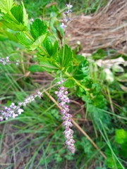 Aloysia chamaedryfolia