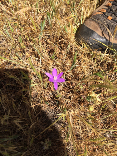 iNaturalist observation photo of Brodiaeas