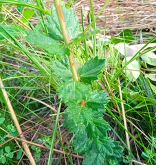 Aloysia chamaedryfolia