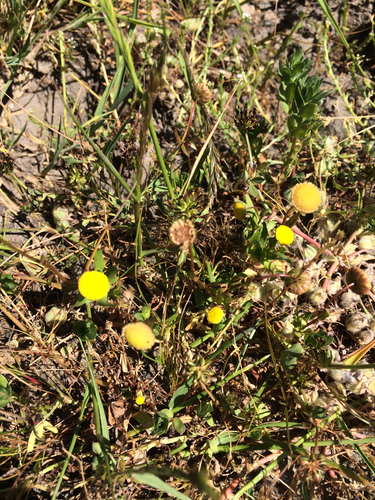 iNaturalist observation photo of Brass Buttons