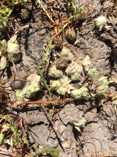 iNaturalist observation photo of low woolly marbles