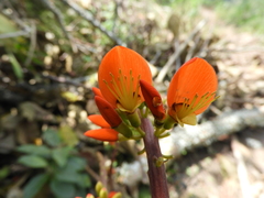 Erythrina edulis