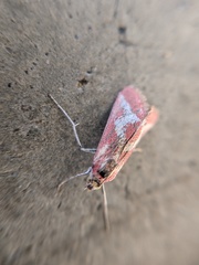 Noctueliopsis aridalis