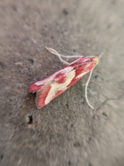 Noctueliopsis aridalis