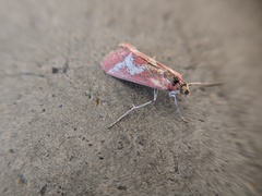 Noctueliopsis aridalis