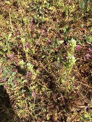 Castilleja attenuata