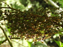 Bocconia arborea
