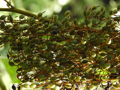 Bocconia arborea