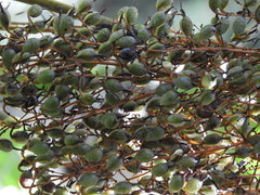 Bocconia arborea