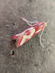 Noctueliopsis aridalis
