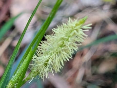 Carex sociata