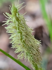 Carex sociata