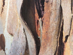 Cryptoblepharus pannosus