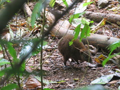 Hypsiprymnodon moschatus