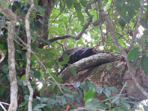Australian Scrub Python sighting