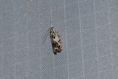 Eucosma ornatula