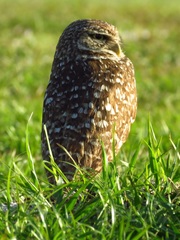 Athene cunicularia floridana