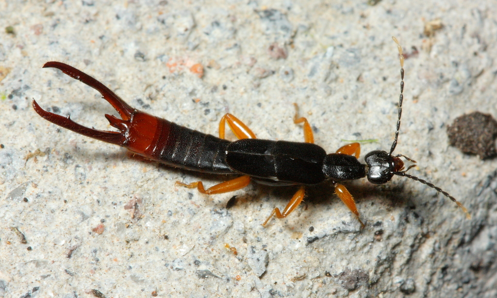 Sparattinae