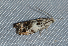 Eucosma ornatula