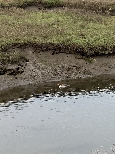iNaturalist observation photo of Red-breasted Merganser