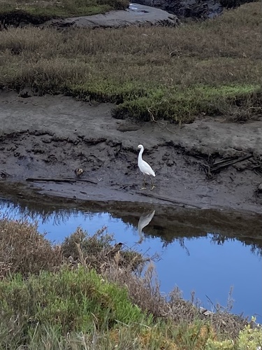 iNaturalist observation photo of Snowy Egret