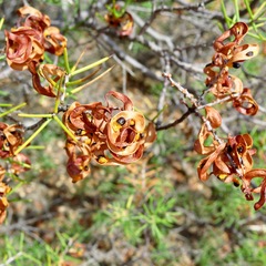 Acacia colletioides