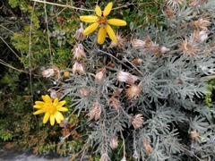 Senecio argyreus
