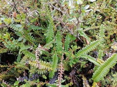 Blechnum penna-marina