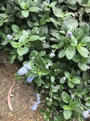 Ceanothus thyrsiflorus thyrsiflorus