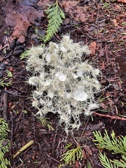 Usnea quasirigida