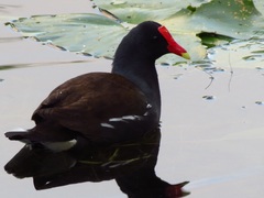 Gallinula galeata cachinnans