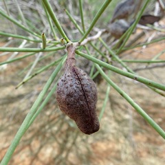 Hakea leucoptera leucoptera