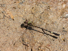 Progomphus pygmaeus