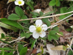 Fragaria nipponica