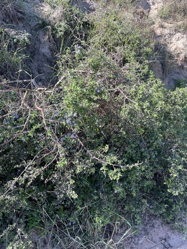 Ceanothus impressus