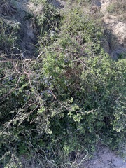 Ceanothus impressus nipomensis