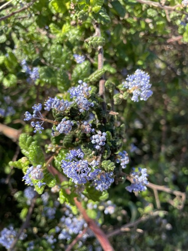 Ceanothus impressus