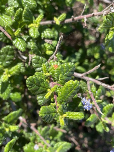 Ceanothus impressus