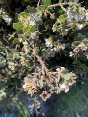 Arctostaphylos purissima
