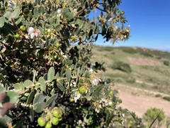 Arctostaphylos purissima
