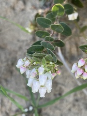 Arctostaphylos purissima